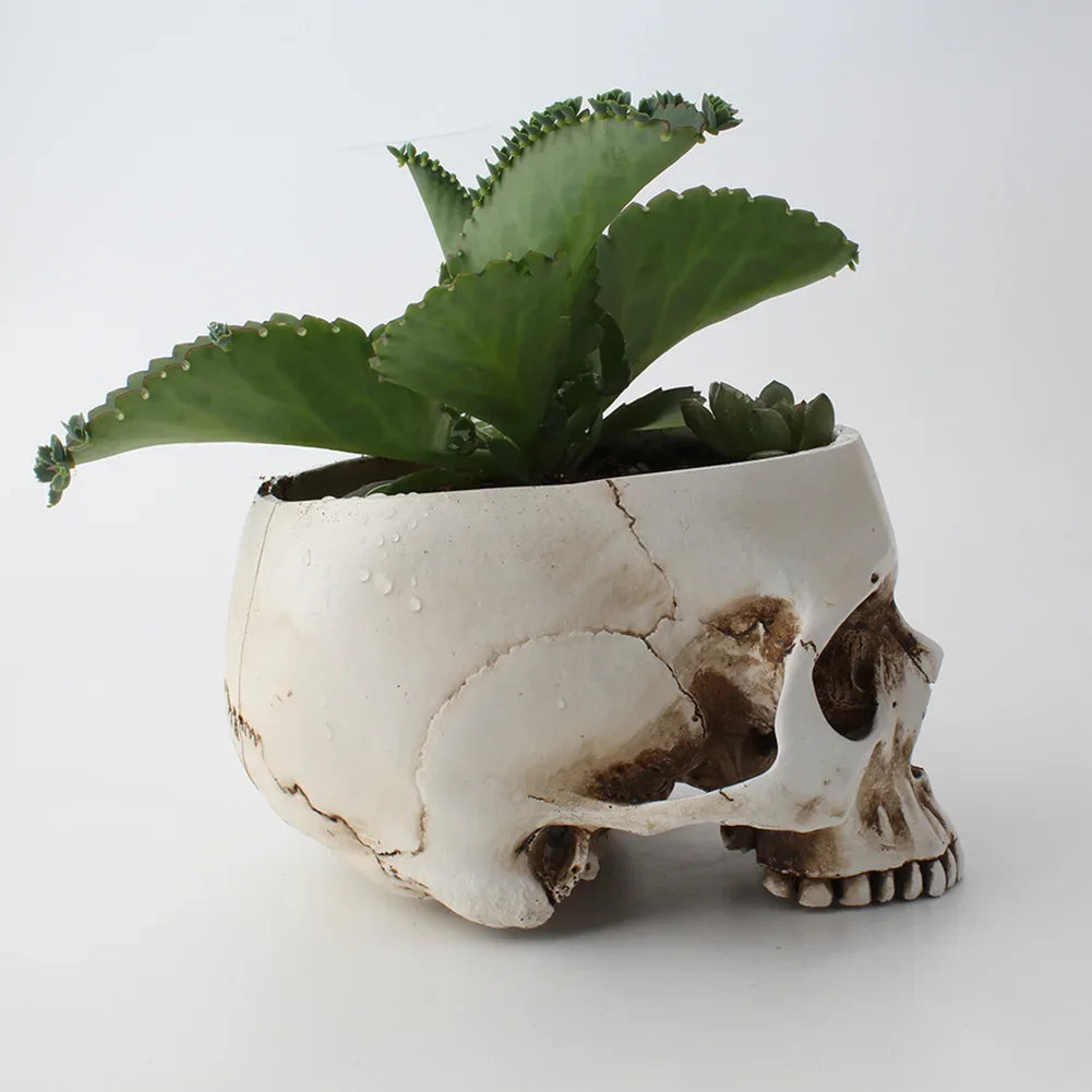 Resin Skull Planter & Storage 💀